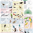 Drawing Birds Catalogue Infographic  13"x19" (32cm/49cm) Polyester Fabric Poster