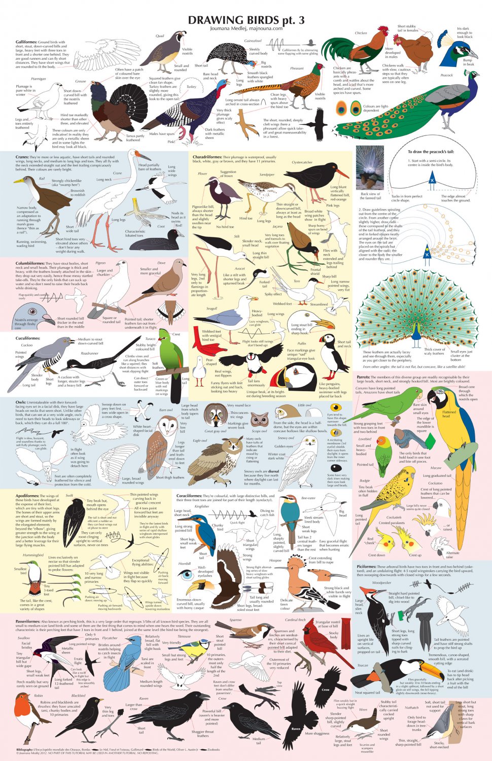 Drawing Birds Catalogue Infographic  18"x28" (45cm/70cm) Poster