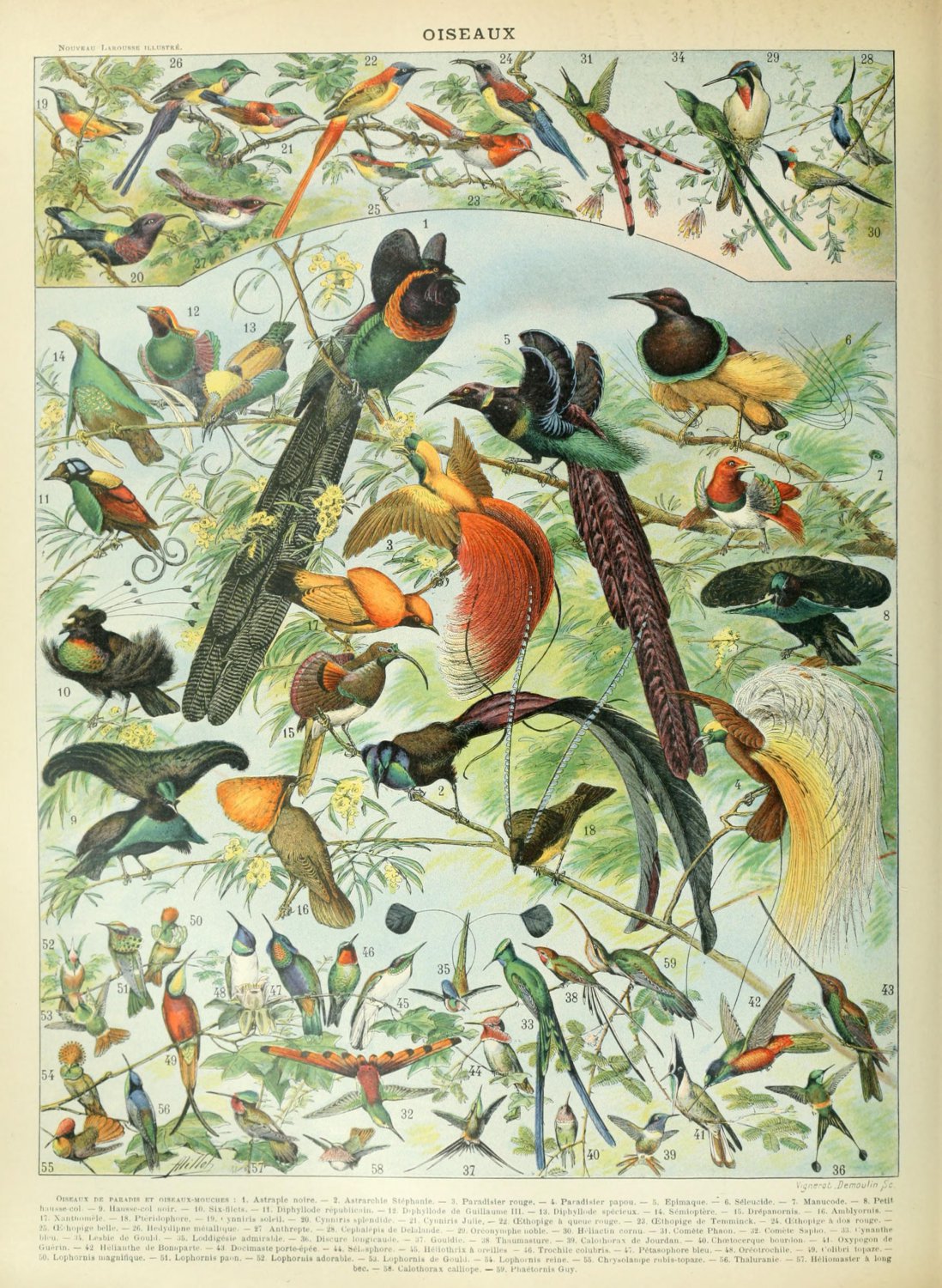 Different Types of Birds Oiseaux Chart Adolphe Millot 13"x19" (32cm/49cm) Polyester Fabric Poster