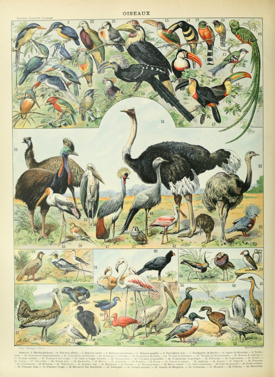 Different Types of Birds Oiseaux Chart Adolphe Millot 13"x19" (32cm/49cm) Polyester Fabric Poster