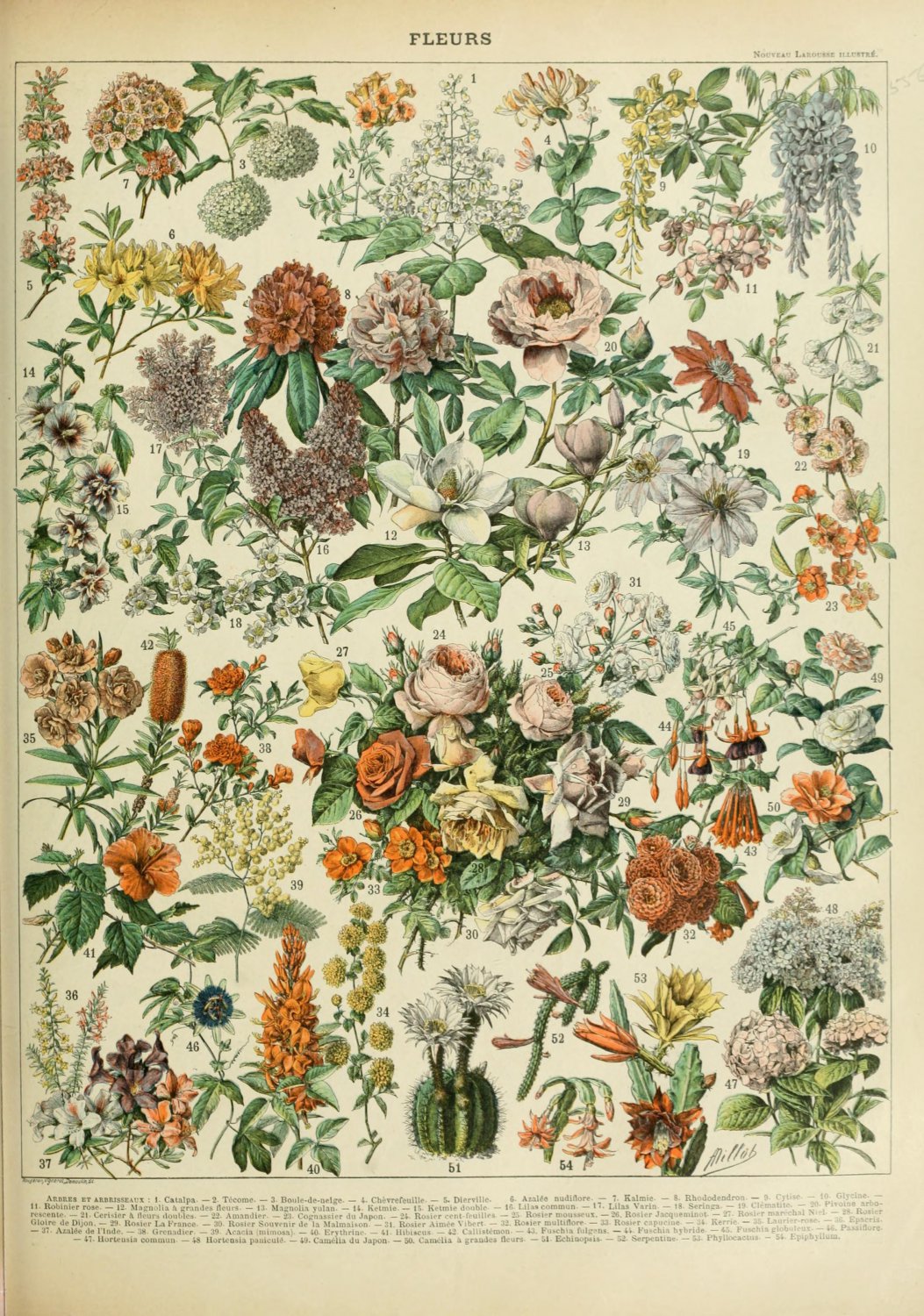 Different Types of Flowers Fleurs Chart Adolphe Millot 13"x19" (32cm/49cm) Polyester Fabric Poster