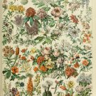 Different Types of Flowers Fleurs Chart Adolphe Millot 13"x19" (32cm/49cm) Polyester Fabric Poster