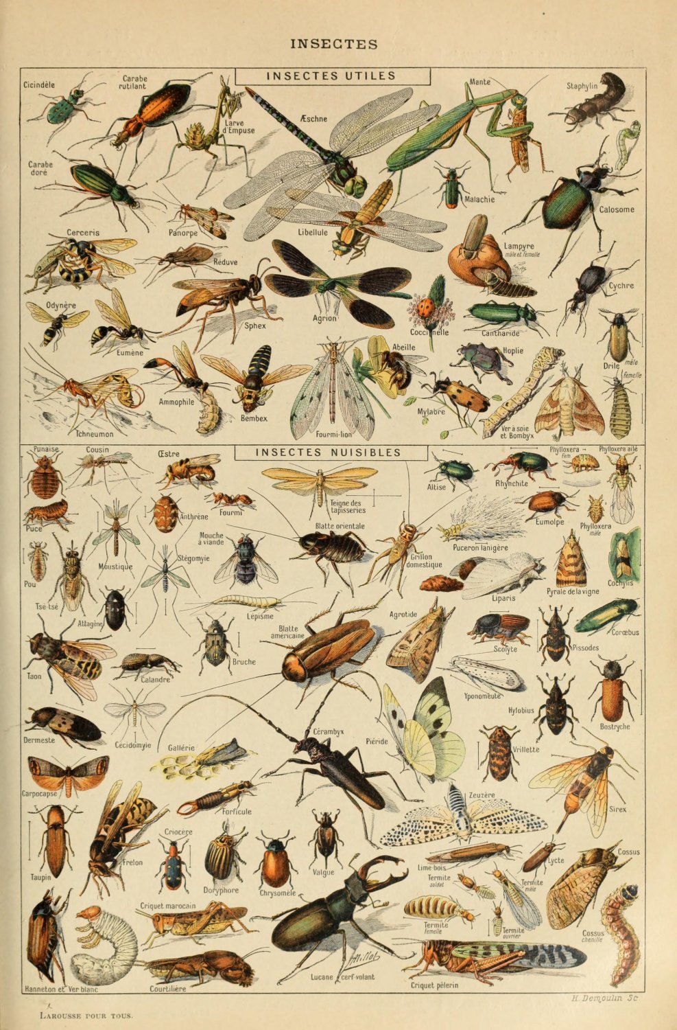 Different Types of Insects Insectes Chart Adolphe Millot 13"x19" (32cm/49cm) Polyester Fabric Poster