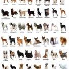 The Dog Different Dog Breeds Infographic Chart 13"x19" (32cm/49cm) Polyester Fabric Poster