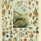 Types of Sea Creatures Mollusques Chart Adolphe Millot 13"x19" (32cm/49cm) Polyester Fabric Poster