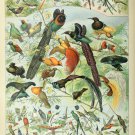 Different Types of Birds Oiseaux Chart Adolphe Millot 18"x28" (45cm/70cm) Poster