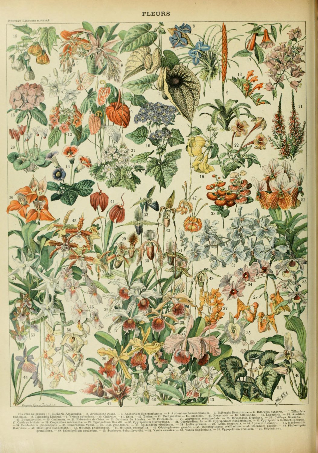 Different Types of Flowers Fleurs Chart Adolphe Millot 18