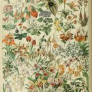Different Types of Flowers Fleurs Chart Adolphe Millot 18"x28" (45cm/70cm) Poster