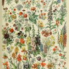 Different Types of Flowers Fleurs Chart Adolphe Millot 18"x28" (45cm/70cm) Poster