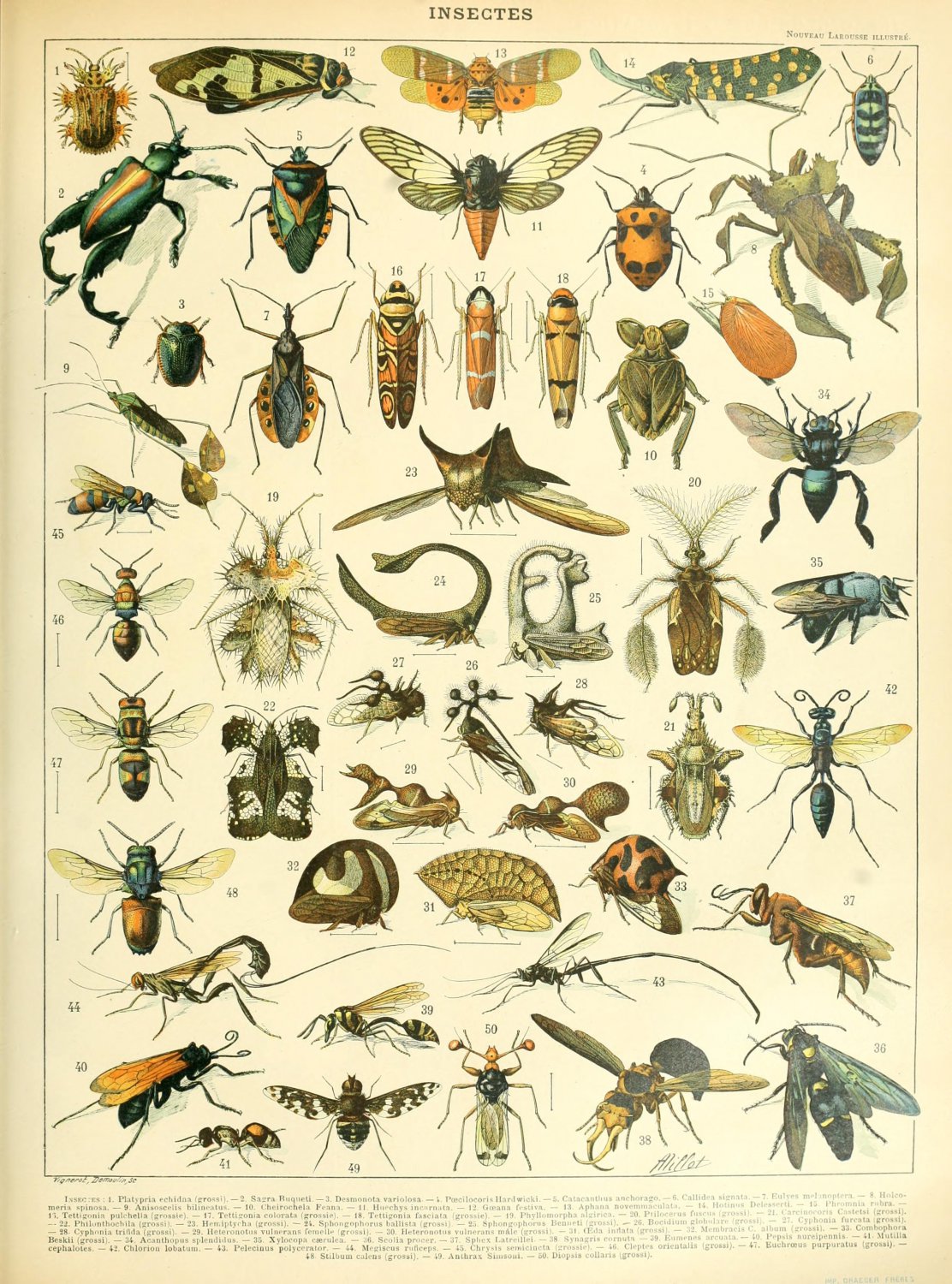 Different Types of Insects Insectes Chart Adolphe Millot 18"x28" (45cm/70cm) Poster