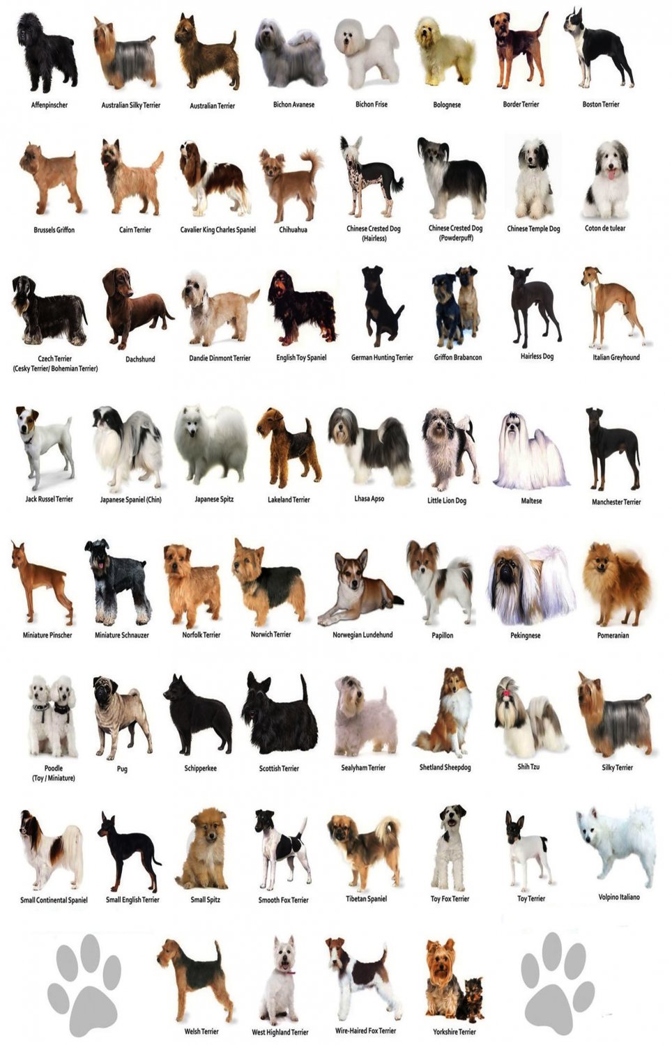 The Dog Different Dog Breeds Infographic Chart 18"x28" (45cm/70cm) Poster