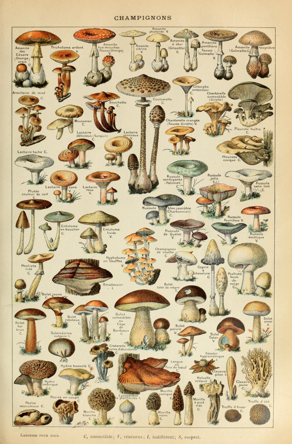 Different Types of Mushrooms Champignons Adolphe Millot 18"x28" (45cm/70cm) Poster
