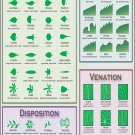 Identify Plant by Leaf shape Infographic Chart 18"x28" (45cm/70cm) Poster