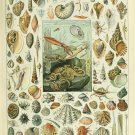 Types of Sea Creatures Mollusques Chart Adolphe Millot 18"x28" (45cm/70cm) Poster