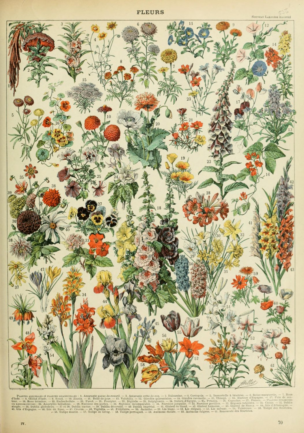 Different Types of Flowers Fleurs Chart Adolphe Millot 18"x28" (45cm/70cm) Canvas Print