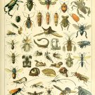 Different Types of Insects Insectes Chart Adolphe Millot 18"x28" (45cm/70cm) Canvas Print