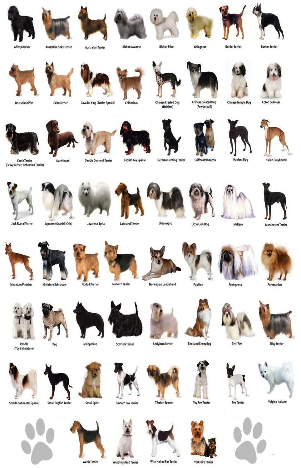 The Dog Different Dog Breeds Infographic Chart 18"x28" (45cm/70cm) Canvas Print
