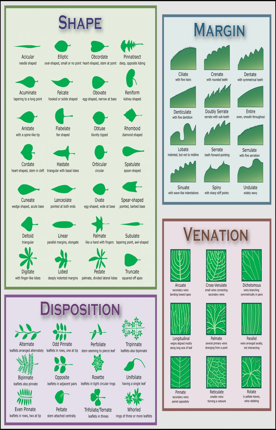 Identify Plant by Leaf shape Infographic Chart 18"x28" (45cm/70cm) Canvas Print