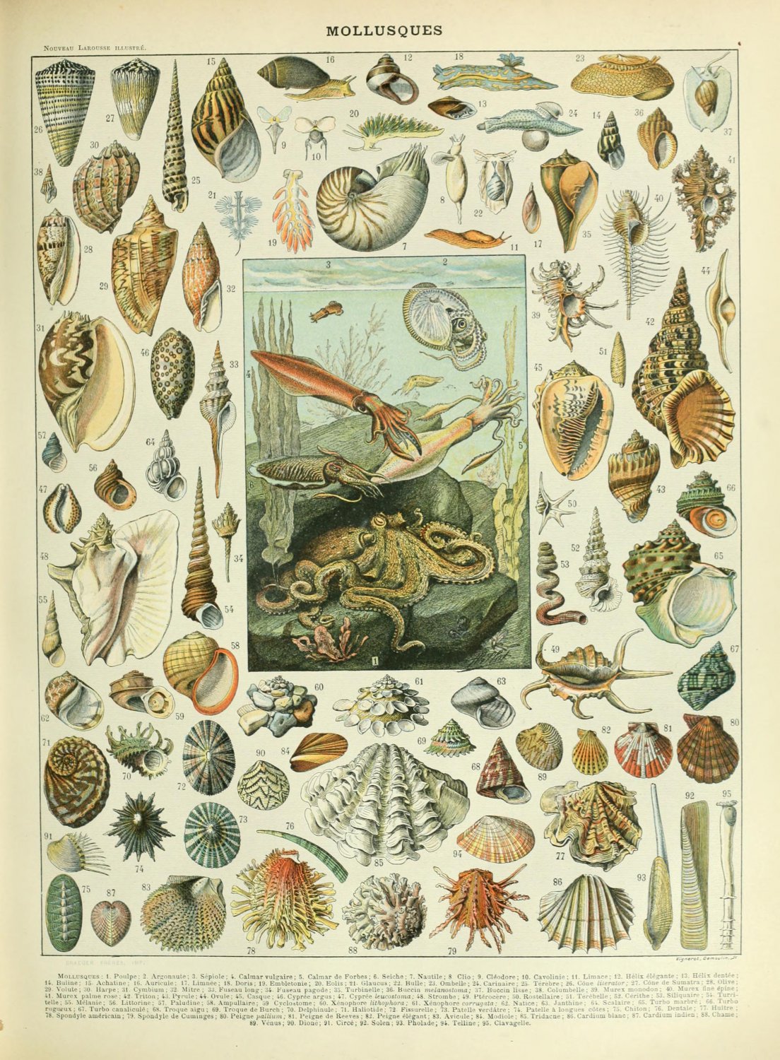 Types of Sea Creatures Mollusques Chart Adolphe Millot 18"x28" (45cm/70cm) Canvas Print