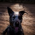 Far Cry 5 Boomer Dog Game 18"x28" (45cm/70cm) Poster