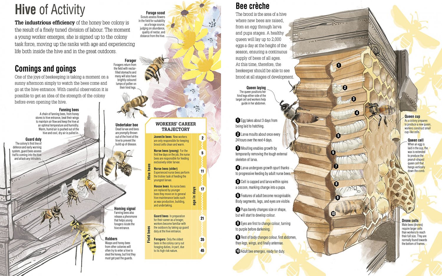 Bee Hive Activity Infographic Chart 18"x28" (45cm/70cm) Poster