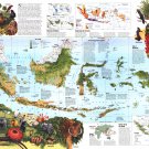 Indonesia Animals Infographic Chart 18"x28" (45cm/70cm) Poster