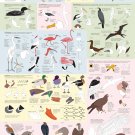 Drawing Birds Infographic Chart   18"x28" (45cm/70cm) Canvas Print