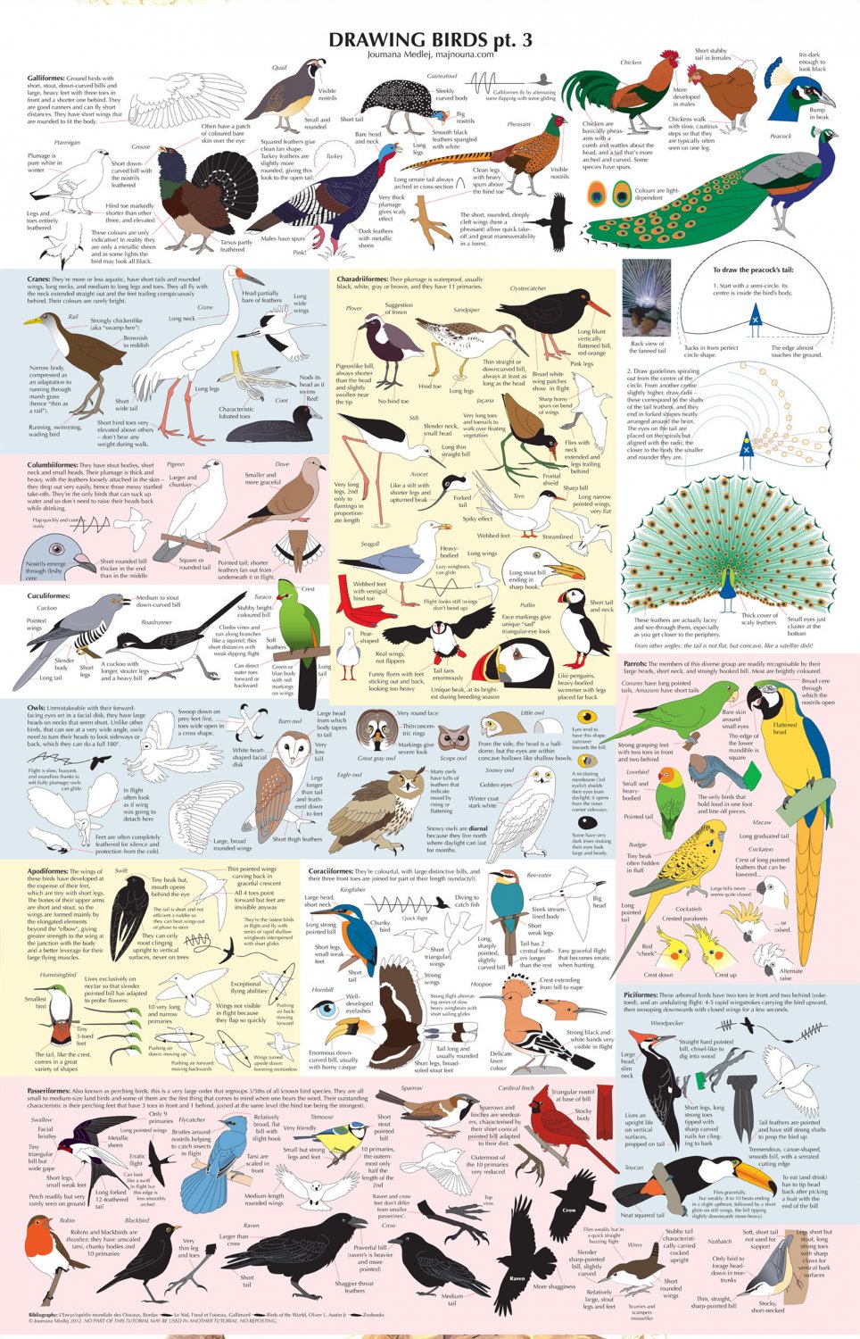 Drawing Birds Infographic Chart 18"x28" (45cm/70cm) Poster