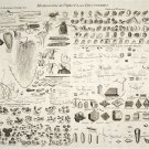 Microscopic Objects and Discoveries Chart  18"x28" (45cm/70cm) Canvas Print