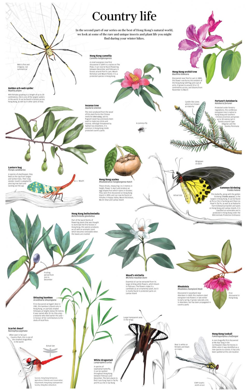Country life Insects and Plants Chart 13"x19" (32cm/49cm) Polyester Fabric Poster