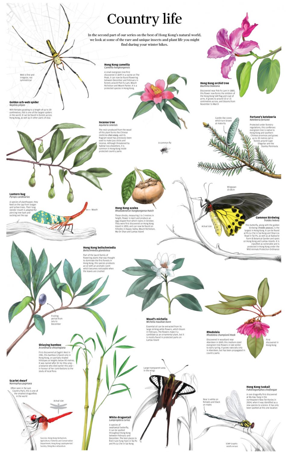 Country life Insects and Plants Chart 18"x28" (45cm/70cm) Canvas Print