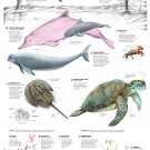 Hong Kong Water World Infographic Chart 18"x28" (45cm/70cm) Canvas Print