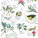 Country life Insects and Plants Chart 18"x28" (45cm/70cm) Poster