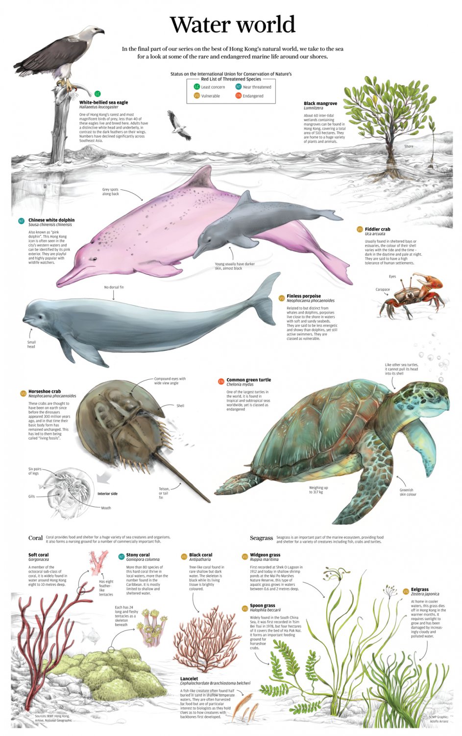 Hong Kong Water World Infographic Chart 18"x28" (45cm/70cm) Poster