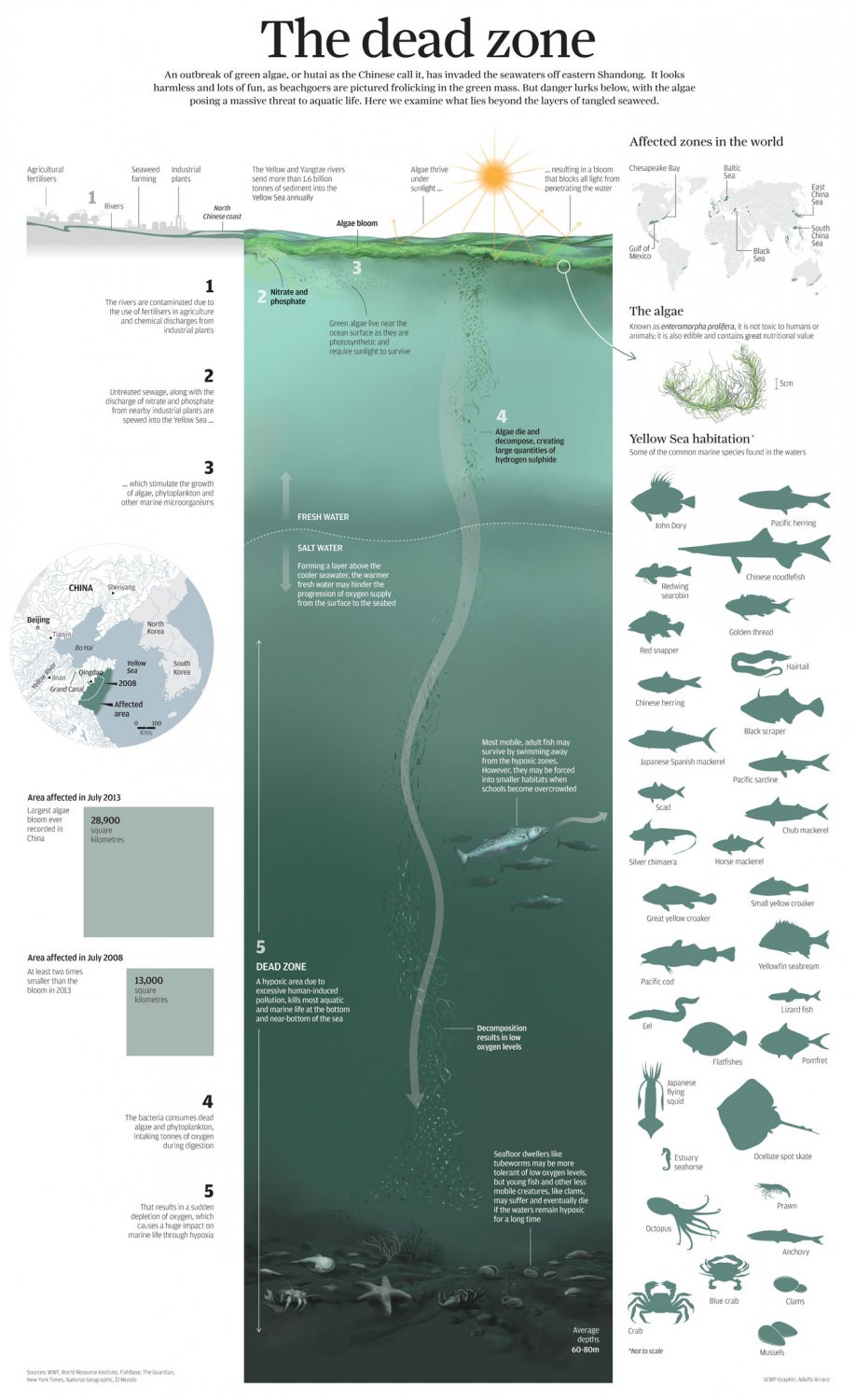 The Dead Zone Infographic Chart 18"x28" (45cm/70cm) Poster
