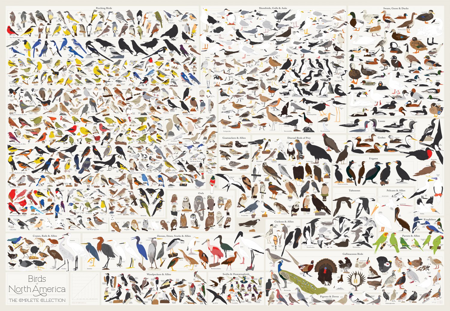 Birds of North America Chart 13"x19" (32cm/49cm) Canvas Print