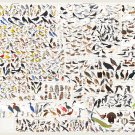 Birds of North America Chart 13"x19" (32cm/49cm) Canvas Print