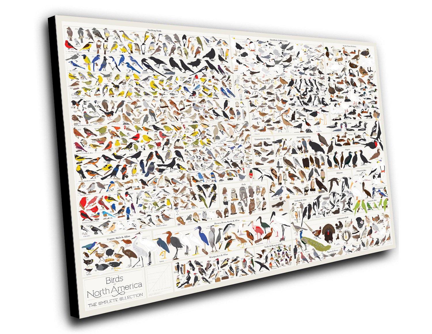 Birds of North America Chart 12"x16" (30cm/40cm) Canvas Print