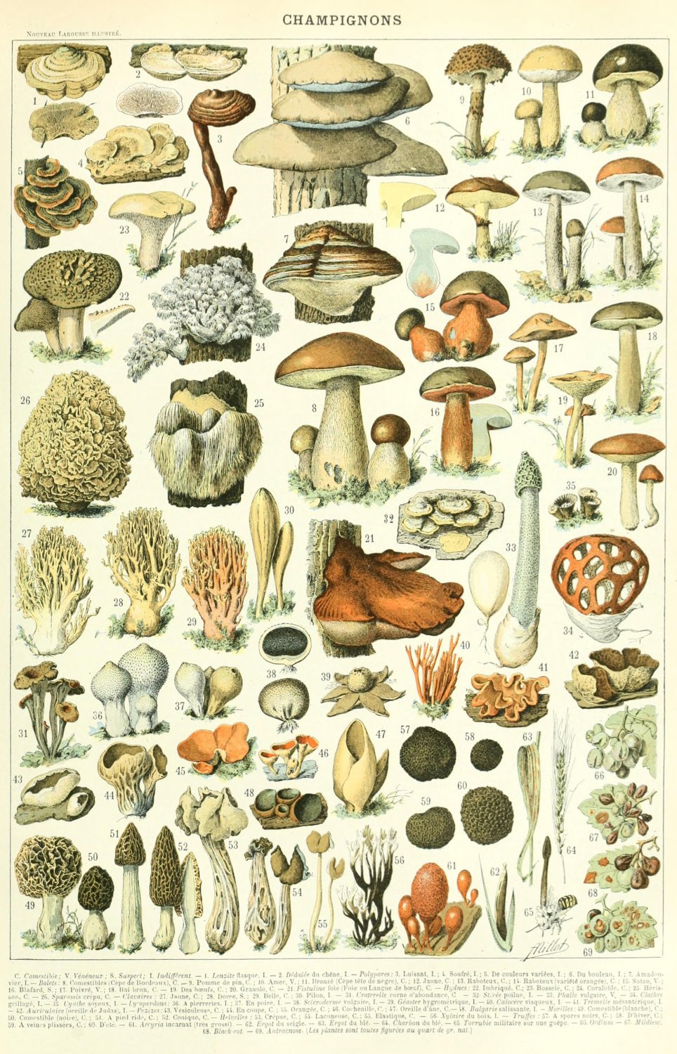 Champignons Mushrooms Types Chart 13"x19" (32cm/49cm) Canvas Print