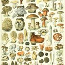 Champignons Mushrooms Types Chart 13"x19" (32cm/49cm) Polyester Fabric Poster