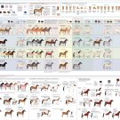 Guide to Horse colors and patterns Chart 13"x19" (32cm/49cm) Polyester Fabric Poster