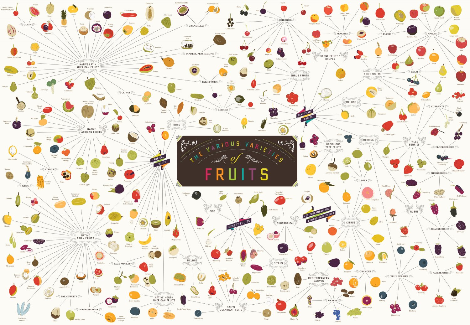 The Various Varieties of Fruits Chart 13"x19" (32cm/49cm) Canvas Print