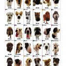 The Dog Different Dog Breeds Infographic Chart  13"x19" (32cm/49cm) Canvas Print