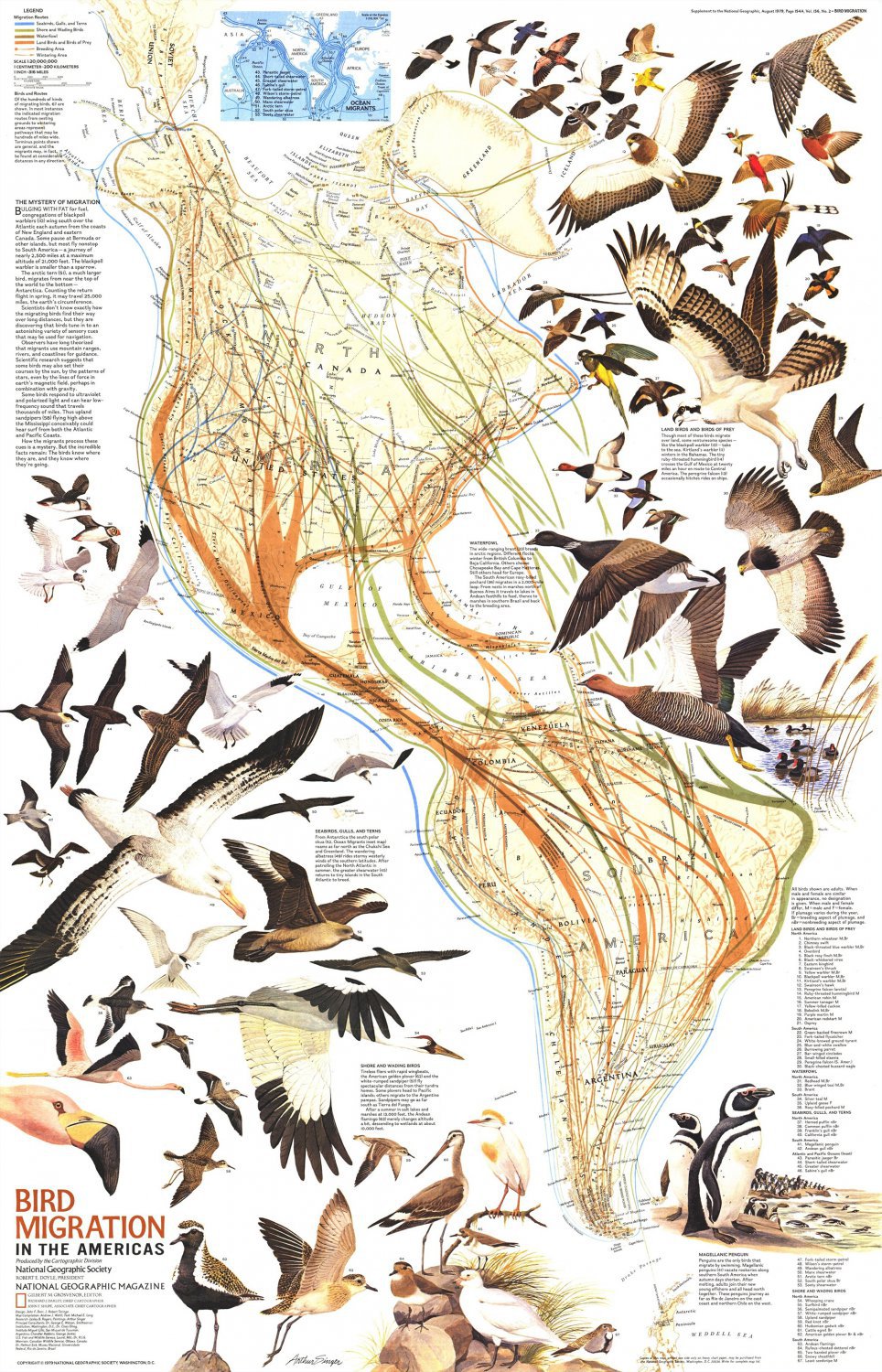 Bird Migration in the Americas Infographic Chart 13"x19" (32cm/49cm) Polyester Fabric Poster