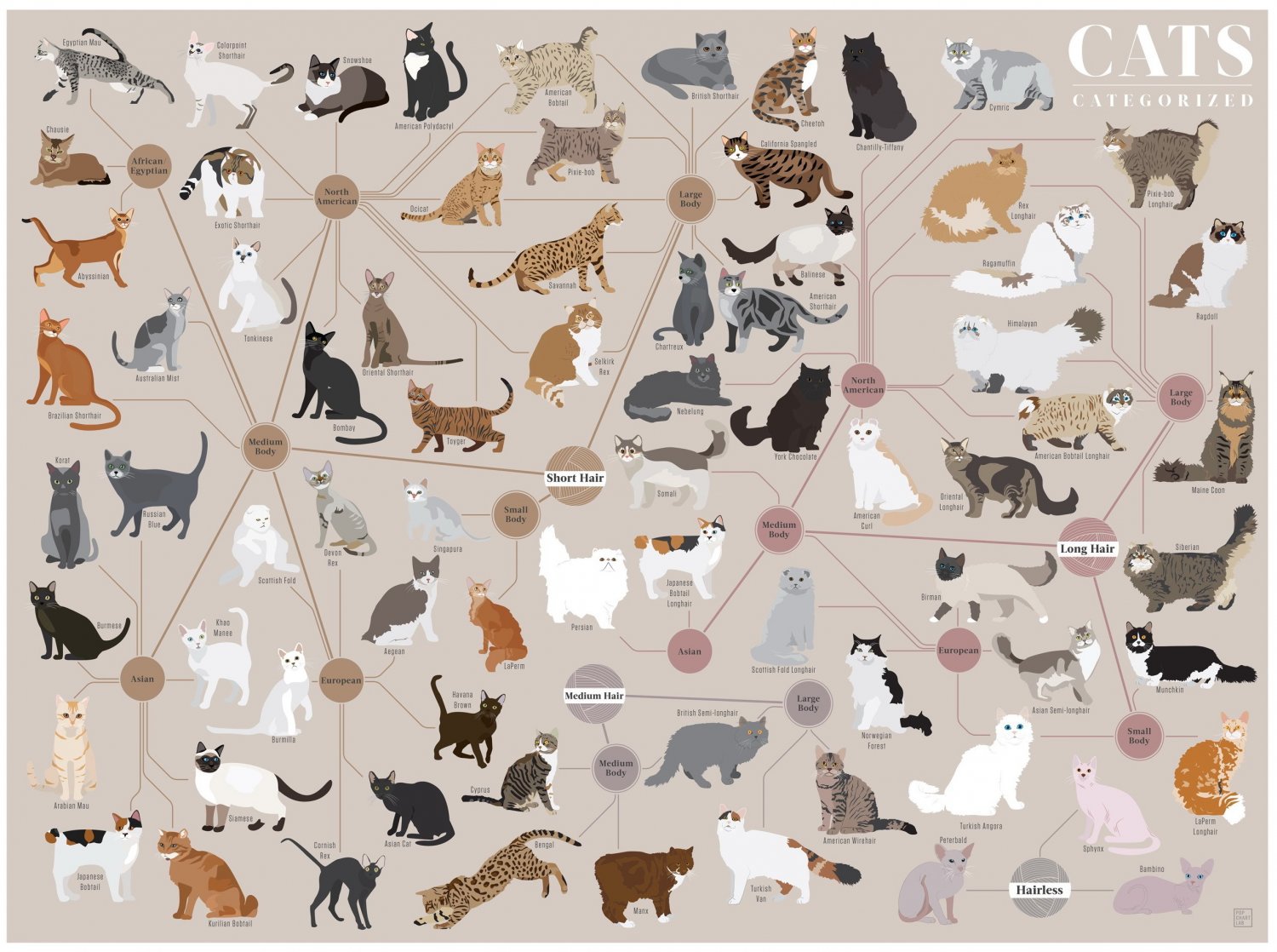 Cats Categorized Infographic Chart 13"x19" (32cm/49cm) Polyester Fabric Poster