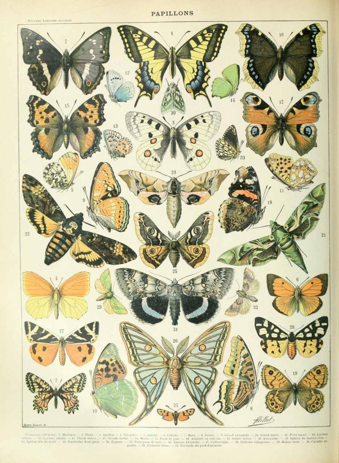 Different Types of Insects Butterflies Papillon Chart 13"x19" (32cm/49cm) Polyester Fabric Poster
