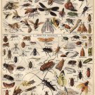 Different Types of Insects Butterflies Papillon Chart 13"x19" (32cm/49cm) Polyester Fabric Poster