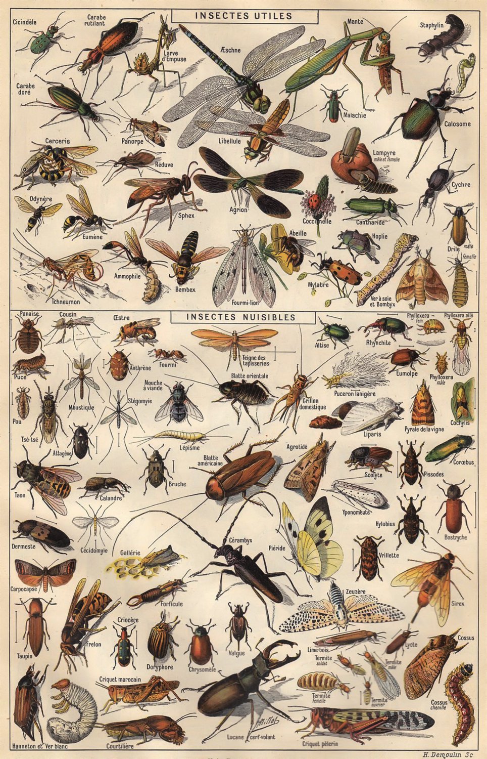 Different Types of Insects Butterflies Papillon Chart  18"x28" (45cm/70cm) Canvas Print
