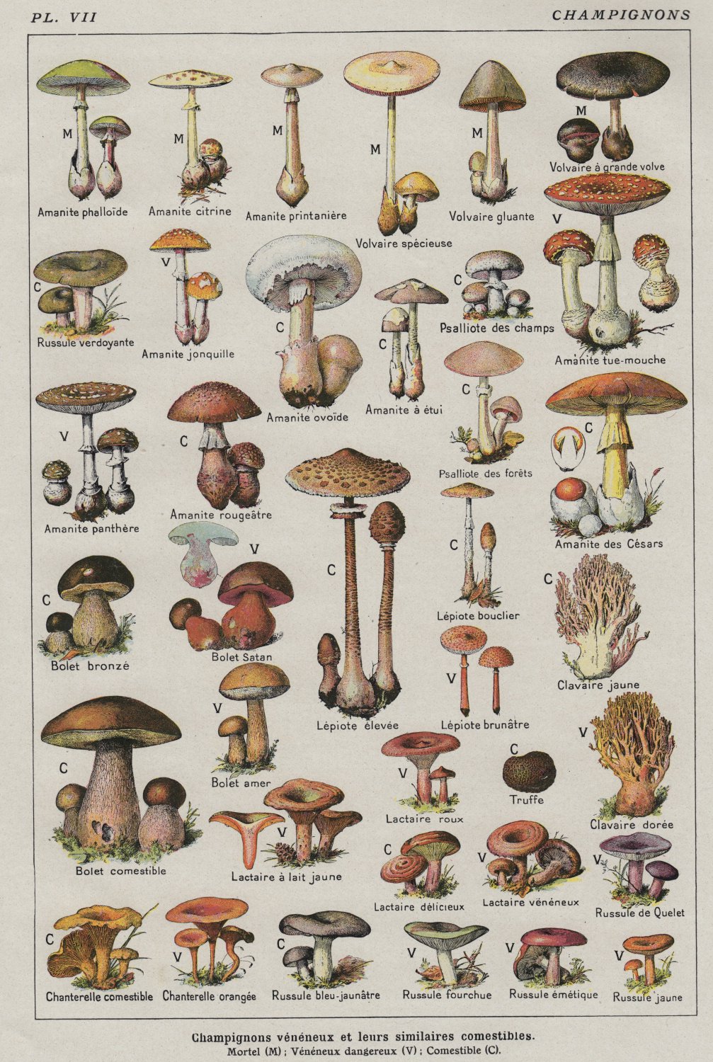 Different Types of Mushrooms Champignons Adolphe Millot 13"x19" (32cm/49cm) Polyester Fabric Poster