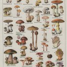 Different Types of Mushrooms Champignons Adolphe Millot 13"x19" (32cm/49cm) Polyester Fabric Poster